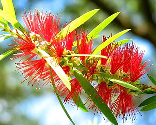 red petaled flower in closeup photo